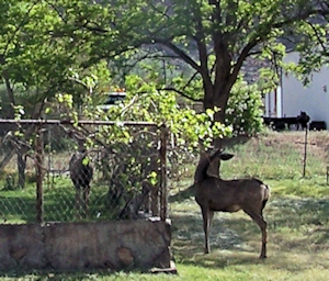 Two deer eating grape vines
